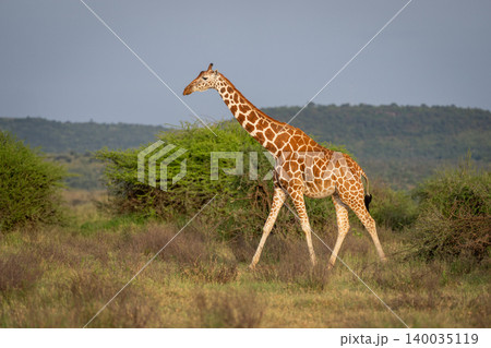 Reticulated giraffe walks past bushes in sunshine Reticulated giraffe walks past bushes in sunshine 140035119