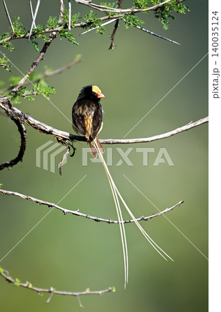 Straw-tailed whydah turns head on thorny bush 140035124