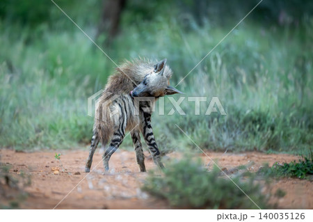 Striped hyena stands licking fur on back Striped hyena stands licking fur on back 140035126