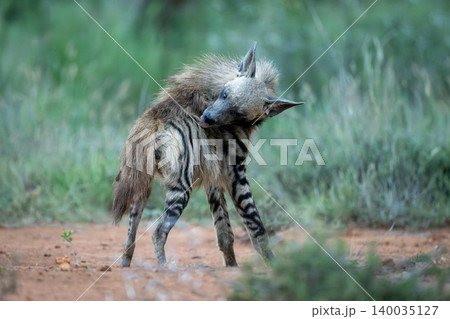 Striped hyena with catchlight stands licking fur Striped hyena with catchlight stands licking fur 140035127