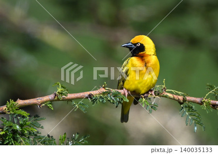 Village weaver on leafy branch turning head 140035133