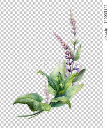 Sage bouquet watercolor illustration template. Corner medicinal salvia herb element with copy space for organic pharmacy branding, throat remedy packaging design, wellness greeting card 140035143