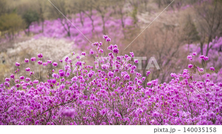 azalea azalea 140035158