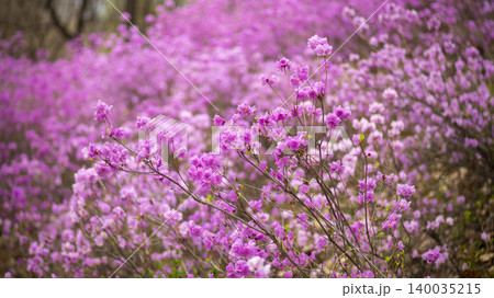 azalea azalea 140035215