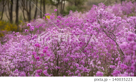 azalea azalea 140035223