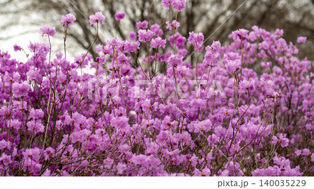azalea azalea 140035229