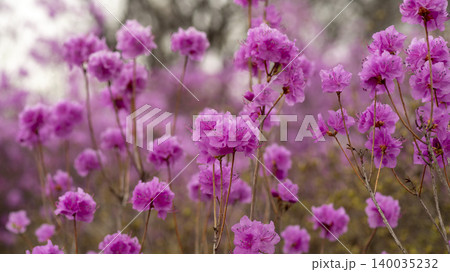 azalea 140035232