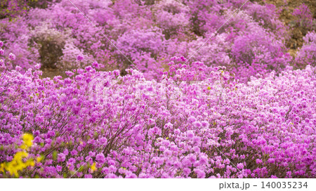 azalea azalea 140035234