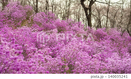 azalea 140035241