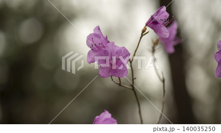 azalea azalea 140035250