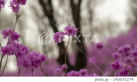 azalea azalea 140035274