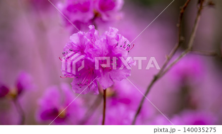 azalea 140035275