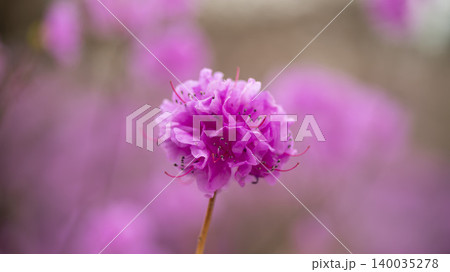 azalea azalea 140035278