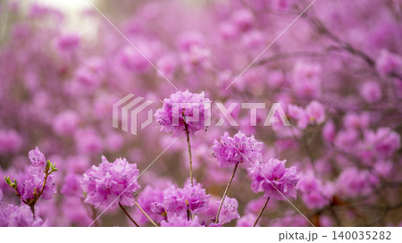 azalea azalea 140035282