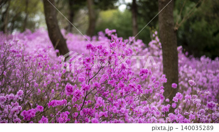azalea 140035289