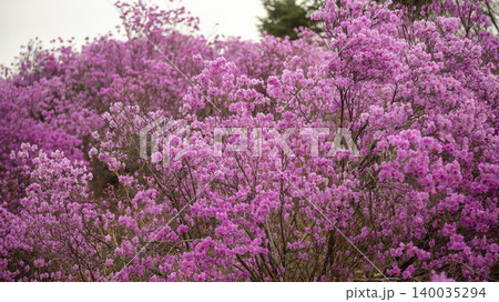 azalea azalea 140035294