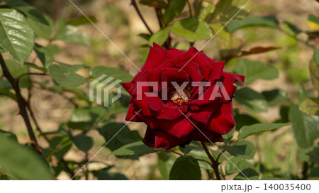 rose 140035400