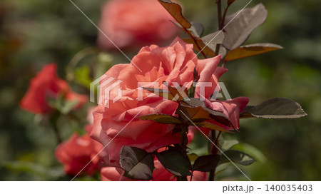 rose rose 140035403