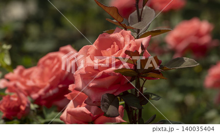 rose rose 140035404