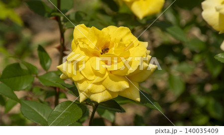 rose 140035409