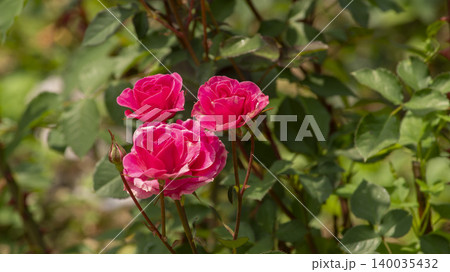 rose rose 140035432