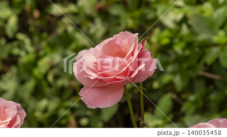 rose rose 140035458