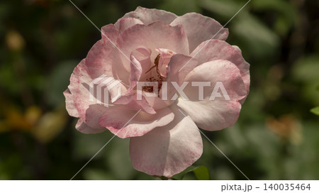 rose rose 140035464