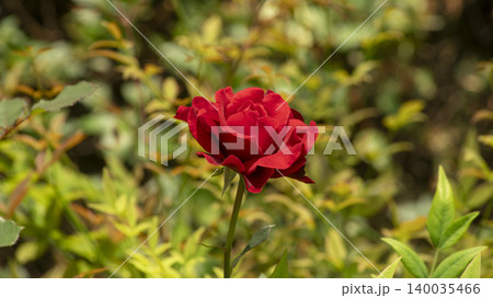 rose rose 140035466
