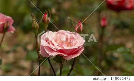 rose rose 140035475
