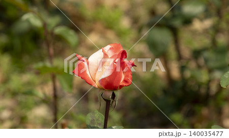 rose rose 140035477