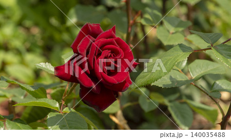 rose rose 140035488