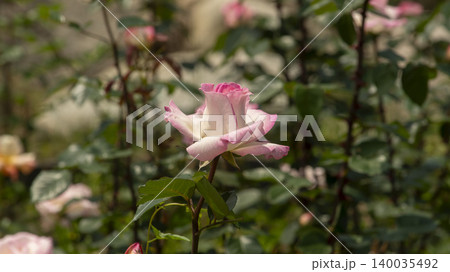 rose 140035492