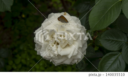 rose rose 140035510