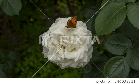 rose 140035511