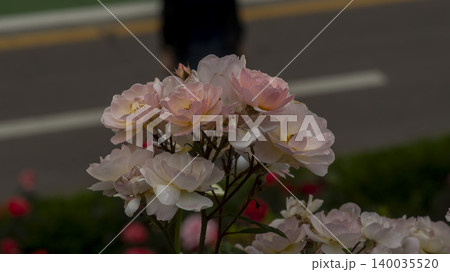rose 140035520
