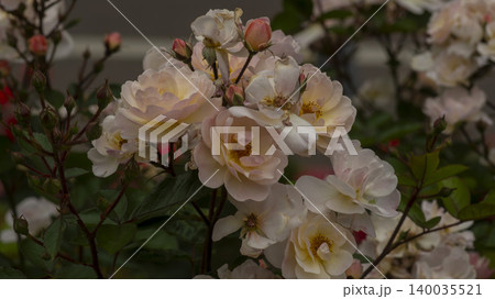 rose rose 140035521