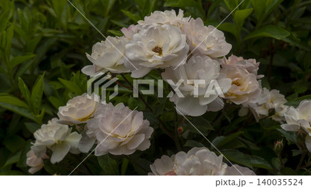 rose rose 140035524