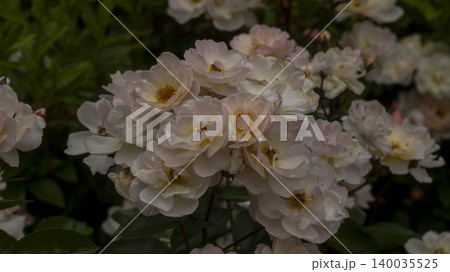 rose rose 140035525