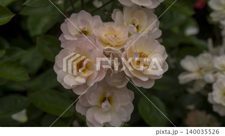 rose rose 140035526