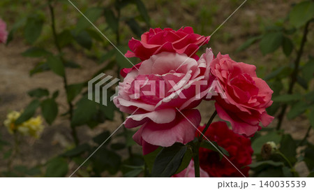 rose rose 140035539