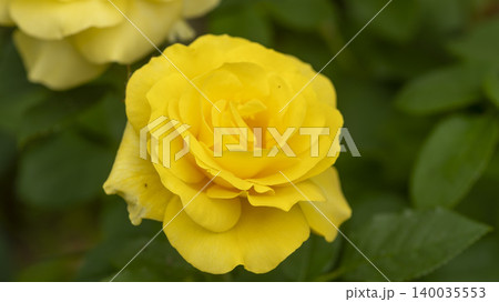 rose rose 140035553