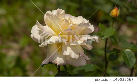 rose rose 140035567