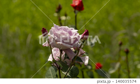 rose 140035574