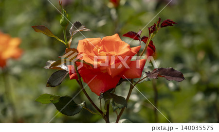 rose rose 140035575