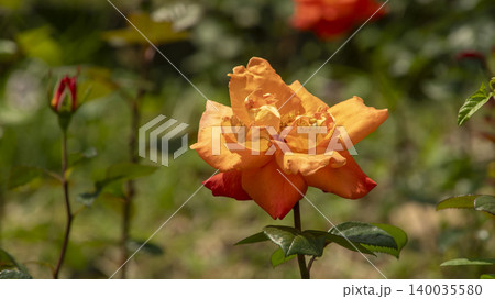 rose rose 140035580