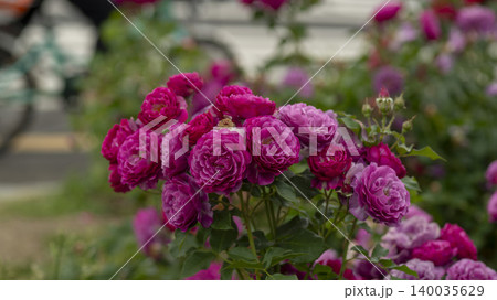 rose 140035629