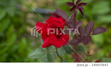 rose rose 140035641