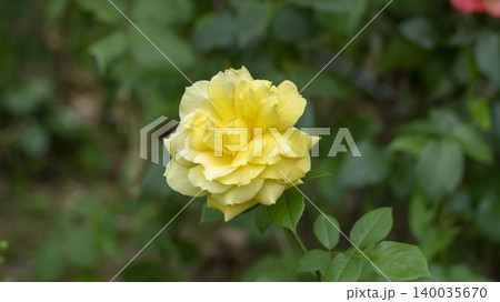 rose rose 140035670