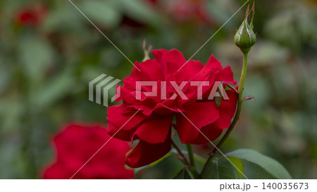 rose rose 140035673
