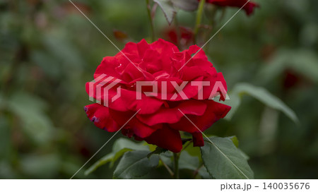 rose rose 140035676
